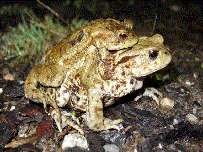 frosch Kopie